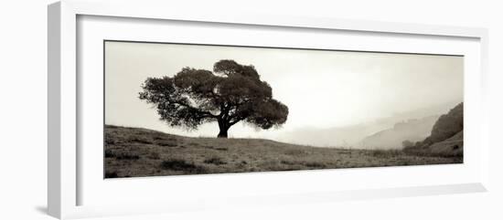 Black Oak I-Alan Blaustein-Framed Photographic Print