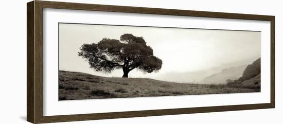 Black Oak I-Alan Blaustein-Framed Premium Photographic Print