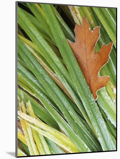 Black Oak leaf and reeds with frost, Spokane County, Washington, USA-Charles Gurche-Mounted Photographic Print