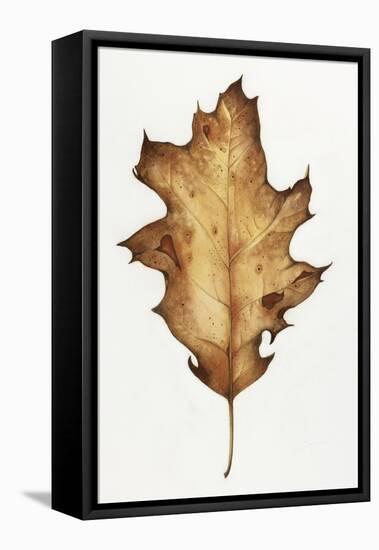 Black Oak Leaf-Deborah Kopka-Framed Premier Image Canvas