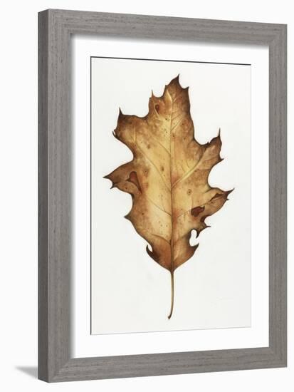 Black Oak Leaf-Deborah Kopka-Framed Giclee Print