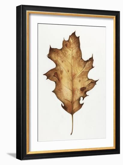 Black Oak Leaf-Deborah Kopka-Framed Giclee Print