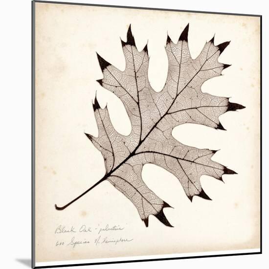Black Oak Leaf-Booker Morey-Mounted Art Print