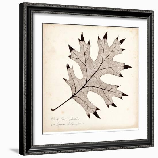 Black Oak Leaf-Booker Morey-Framed Art Print