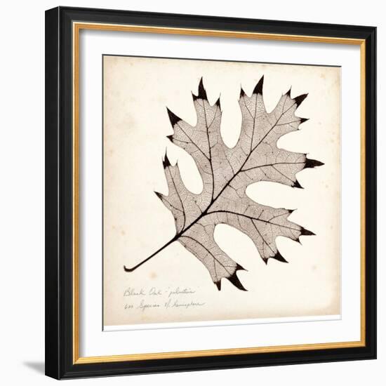 Black Oak Leaf-Booker Morey-Framed Art Print