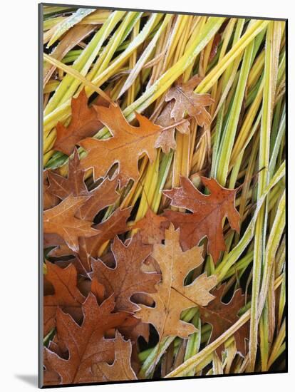 Black Oak leaves and reeds with frost, Spokane County, Washington, USA-Charles Gurche-Mounted Photographic Print