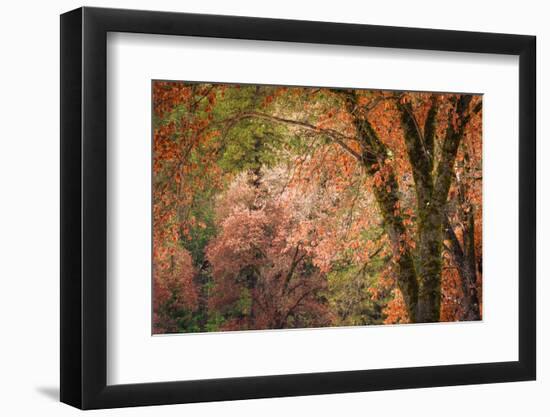 Black oaks in winter, Yosemite Valley, Yosemite National Park, California, USA-Russ Bishop-Framed Photographic Print