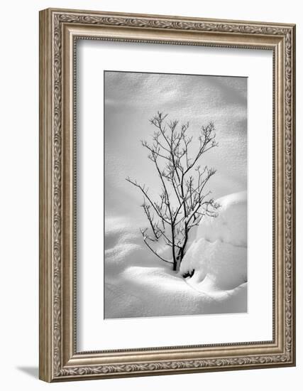 Black on White-Philippe Sainte-Laudy-Framed Photographic Print