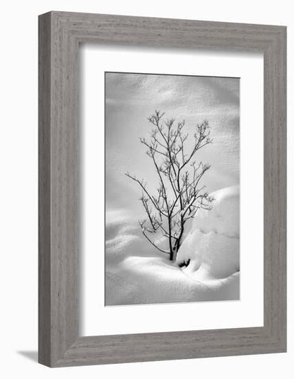 Black on White-Philippe Sainte-Laudy-Framed Photographic Print