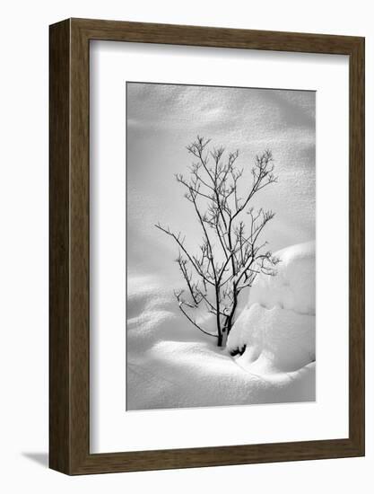 Black on White-Philippe Sainte-Laudy-Framed Photographic Print