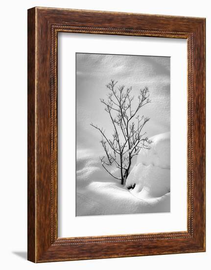 Black on White-Philippe Sainte-Laudy-Framed Photographic Print