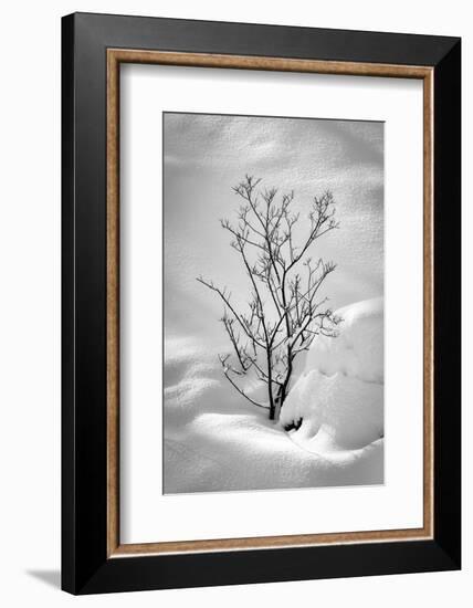 Black on White-Philippe Sainte-Laudy-Framed Photographic Print