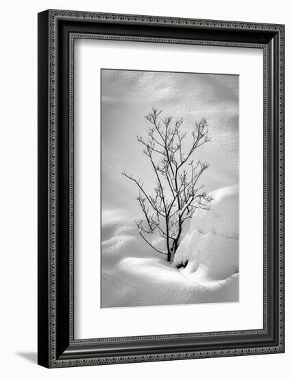 Black on White-Philippe Sainte-Laudy-Framed Photographic Print