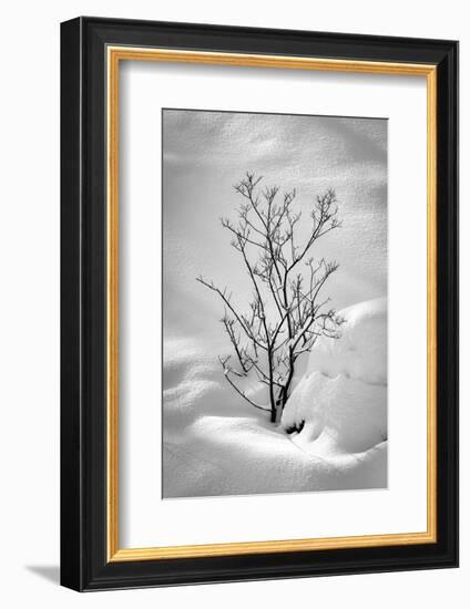 Black on White-Philippe Sainte-Laudy-Framed Photographic Print