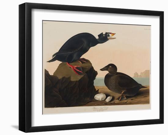 Black or Surf Duck, 1836-John James Audubon-Framed Giclee Print