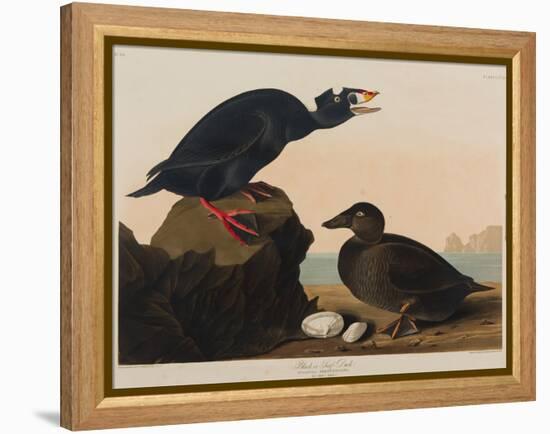 Black or Surf Duck, 1836-John James Audubon-Framed Premier Image Canvas