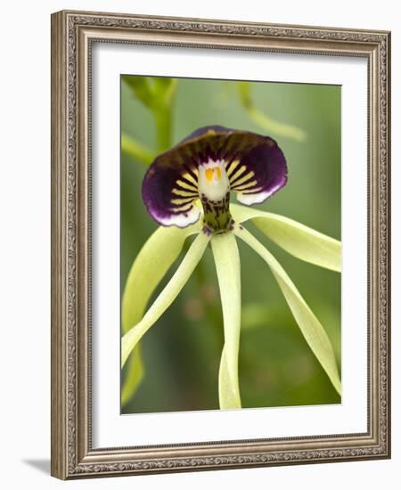 Black Orchid, Belize-William Sutton-Framed Photographic Print