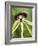 Black Orchid, Belize-William Sutton-Framed Photographic Print