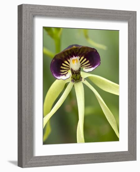 Black Orchid, Belize-William Sutton-Framed Photographic Print