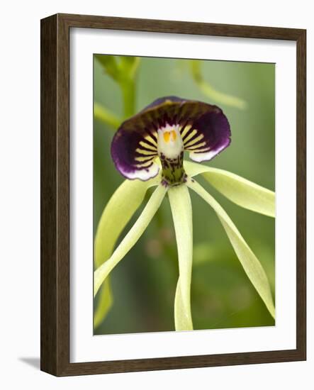 Black Orchid, Belize-William Sutton-Framed Photographic Print