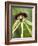 Black Orchid, Belize-William Sutton-Framed Photographic Print