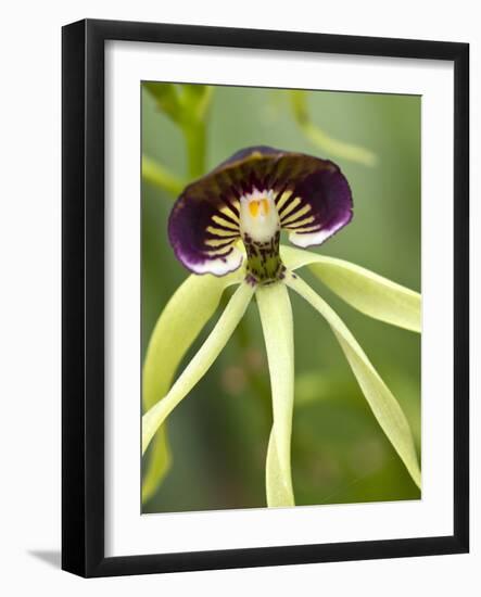 Black Orchid, Belize-William Sutton-Framed Photographic Print