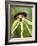 Black Orchid, Belize-William Sutton-Framed Photographic Print