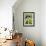 Black Orchid, Belize-William Sutton-Framed Photographic Print displayed on a wall