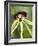 Black Orchid, Belize-William Sutton-Framed Photographic Print