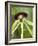 Black Orchid, Belize-William Sutton-Framed Photographic Print