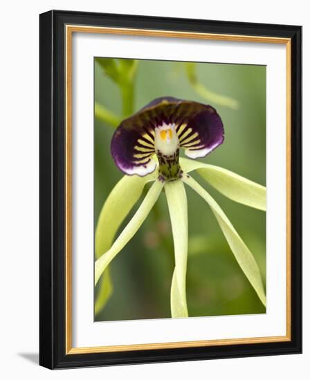 Black Orchid, Belize-William Sutton-Framed Photographic Print