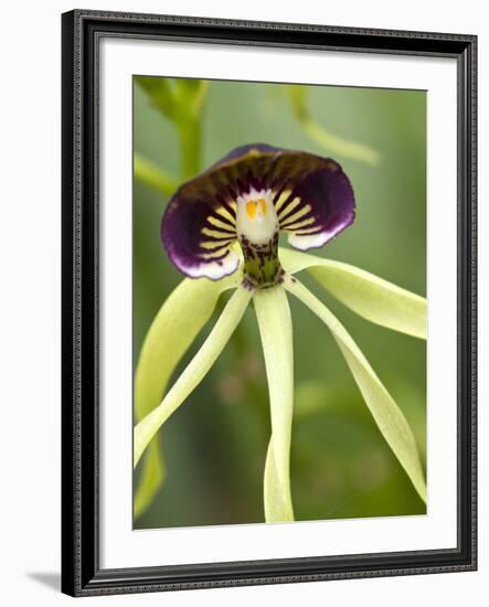 Black Orchid, Belize-William Sutton-Framed Photographic Print