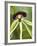 Black Orchid, Belize-William Sutton-Framed Photographic Print