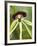 Black Orchid, Belize-William Sutton-Framed Photographic Print