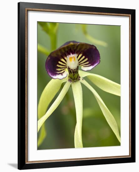 Black Orchid, Belize-William Sutton-Framed Photographic Print