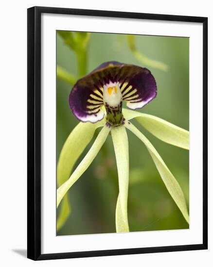 Black Orchid, Belize-William Sutton-Framed Photographic Print