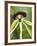 Black Orchid, Belize-William Sutton-Framed Photographic Print