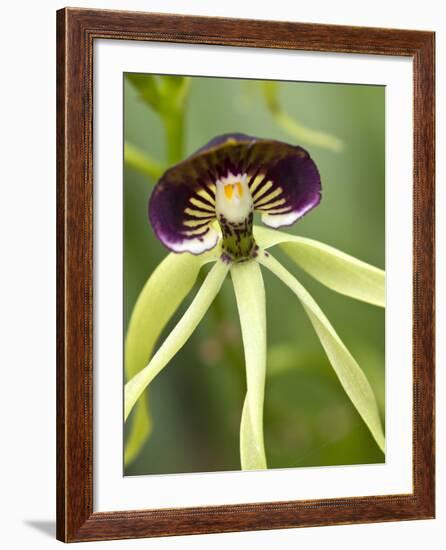 Black Orchid, Belize-William Sutton-Framed Photographic Print