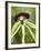 Black Orchid, Belize-William Sutton-Framed Photographic Print