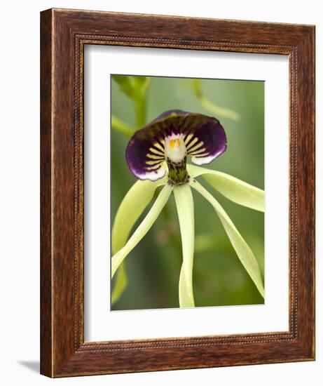 Black Orchid, Belize-William Sutton-Framed Photographic Print