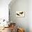 Black Oystercatcher-John James Audubon-Art Print displayed on a wall
