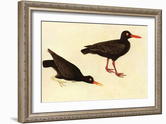 Black Oystercatcher-John James Audubon-Framed Art Print