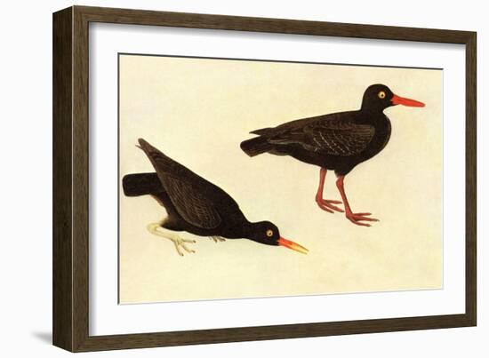 Black Oystercatcher-John James Audubon-Framed Art Print