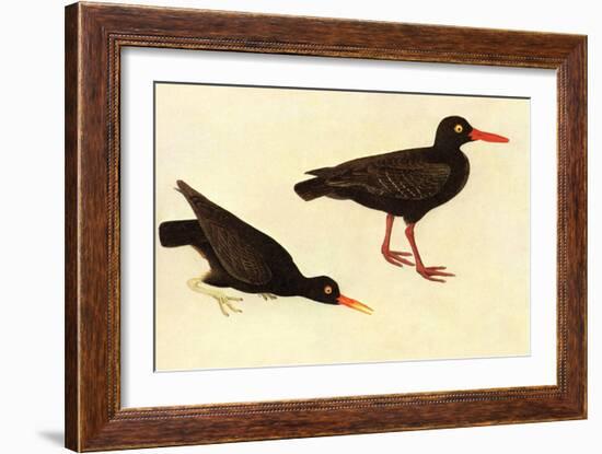 Black Oystercatcher-John James Audubon-Framed Art Print