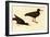 Black Oystercatcher-John James Audubon-Framed Art Print