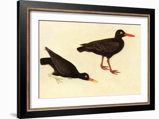 Black Oystercatcher-John James Audubon-Framed Art Print