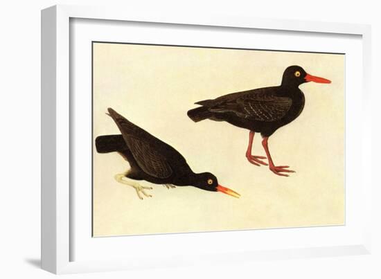 Black Oystercatcher-John James Audubon-Framed Art Print