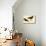 Black Oystercatcher-John James Audubon-Mounted Art Print displayed on a wall