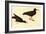 Black Oystercatcher-John James Audubon-Framed Art Print