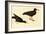 Black Oystercatcher-John James Audubon-Framed Art Print